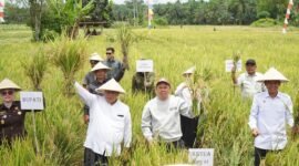 Ketua Dewan Perwakilan Daerah Republik Indonesia (DPD RI) Sultan B Najamudin  saat menyerahkan langsung bantuan benih jagung unggul dan alat mesin pertanian (alsintan) kepada kelompok tani di Kecamatan Lubuk Pinang, Kabupaten Muko-Muko, Rabu pagi (22/10/25), (foto: Tommy Agung Raharjonarasidemokrasi.com/)