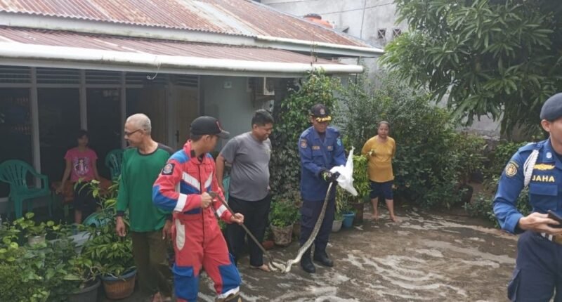 Tim Pemadam Kebakaran (Damkar) Kota Bengkulu bergerak cepat mengevakuasi seekor ular piton sepanjang dua meter yang masuk ke rumah warga di Jalan Mangga, Kelurahan Lingkar Timur, Kecamatan Singaran Pati, Rabu pagi (8/10/25).(foto: Ardiyantonarasidemokrasi.com/)