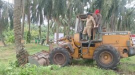 PT Bio Nusantara Teknologi langsung mengeksekusi sawit di bantaran Sungai Lemau sebagai wujud komitmen investasi hijau dan konservasi lingkungan di Bengkulu