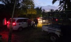 Warga Resah, Polisi Bongkar Arena Sabung Ayam di Perkebunan Sawit Mukomuko