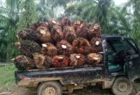 Aliansi Petani Sawit Bengkulu mengkritik kebijakan ekspor satu pintu melalui BUMN karena dinilai memicu anjloknya harga sawit dan merugikan petani.