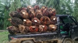 Aliansi Petani Sawit Bengkulu mengkritik kebijakan ekspor satu pintu melalui BUMN karena dinilai memicu anjloknya harga sawit dan merugikan petani.