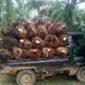 Aliansi Petani Sawit Bengkulu mengkritik kebijakan ekspor satu pintu melalui BUMN karena dinilai memicu anjloknya harga sawit dan merugikan petani.