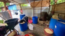 Perajin tempe di Bengkulu memilih mempertahankan harga jual dengan mengurangi ukuran produk setelah harga kedelai naik menjadi Rp850 ribu per karung. (Senin-05-06-2026)-- FOTO: Handi//MBG.